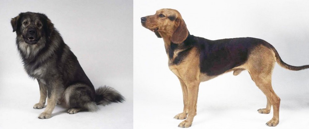 Serbian Hound vs Istrian Sheepdog - Breed Comparison