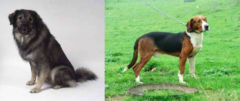 Serbian Tricolour Hound vs Istrian Sheepdog - Breed Comparison