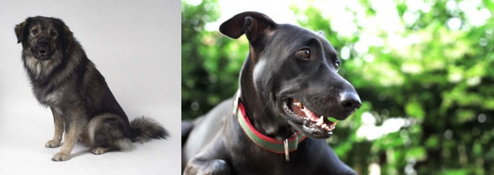 Shepard Labrador vs Istrian Sheepdog - Breed Comparison