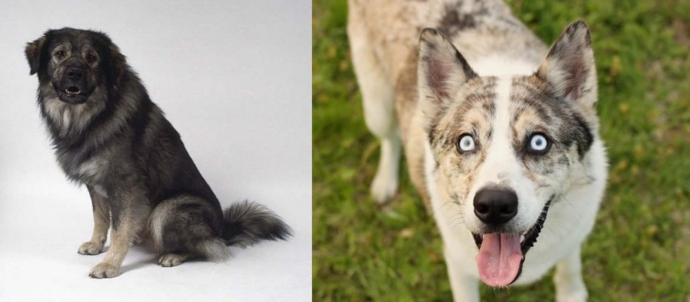 Shepherd Husky vs Istrian Sheepdog - Breed Comparison