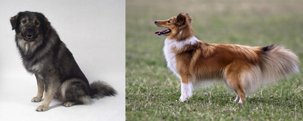 Shetland Sheepdog vs Istrian Sheepdog - Breed Comparison