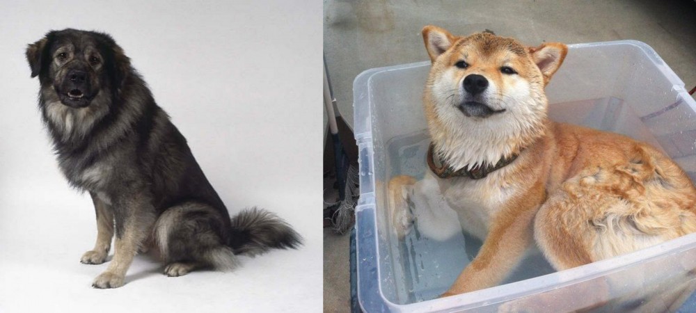 Shiba Inu vs Istrian Sheepdog - Breed Comparison