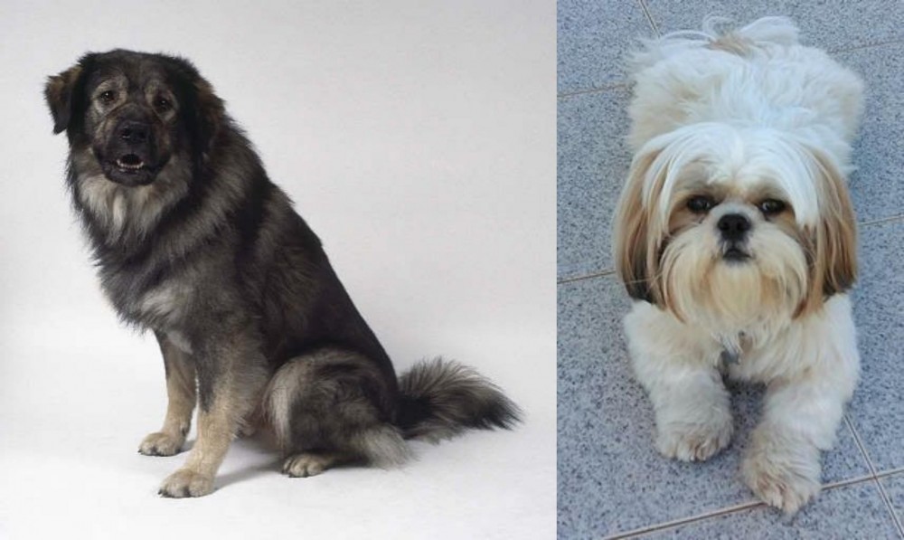 Shih Tzu vs Istrian Sheepdog - Breed Comparison