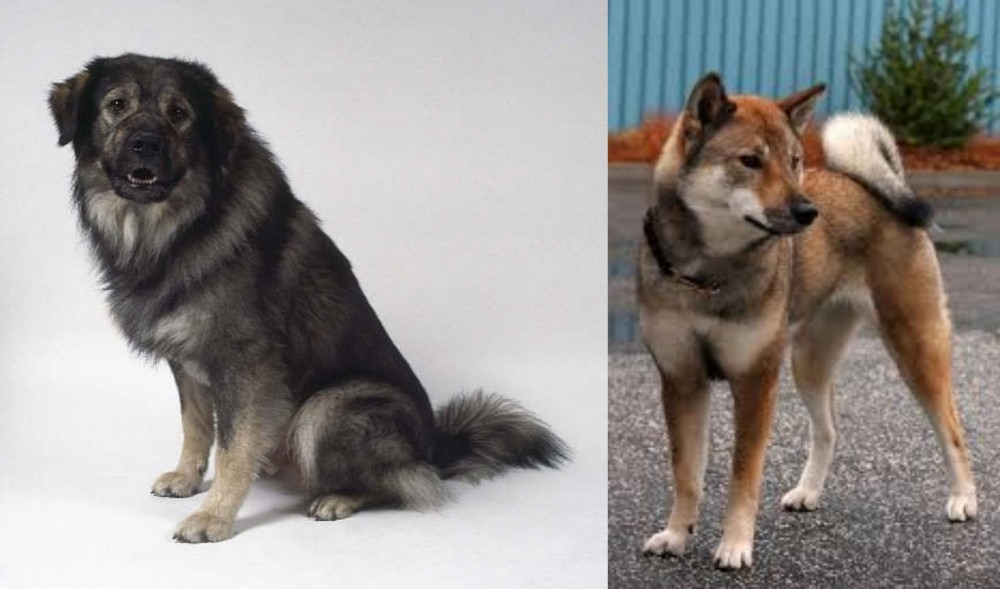 Shikoku vs Istrian Sheepdog - Breed Comparison
