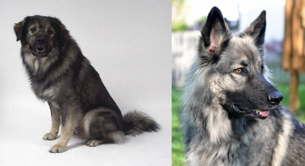 Shiloh Shepherd vs Istrian Sheepdog - Breed Comparison