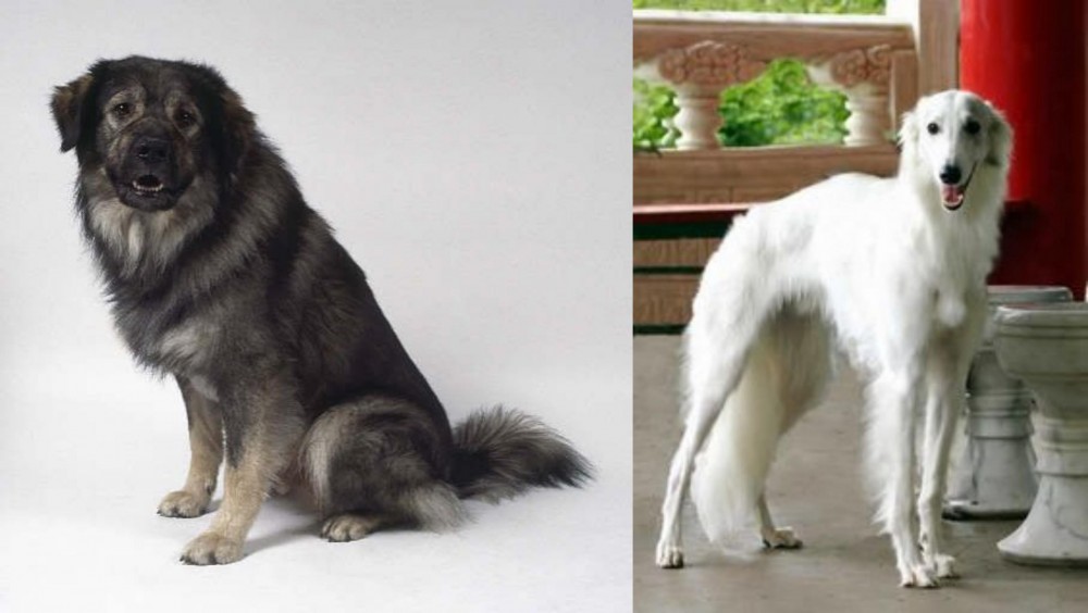 Silken Windhound vs Istrian Sheepdog - Breed Comparison