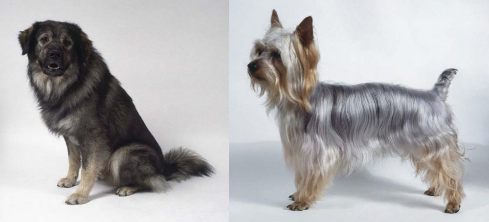 Silky Terrier vs Istrian Sheepdog - Breed Comparison