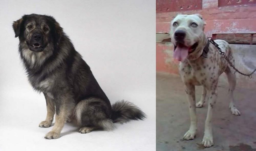 Sindh Mastiff vs Istrian Sheepdog - Breed Comparison