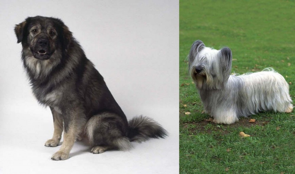 Skye Terrier vs Istrian Sheepdog - Breed Comparison