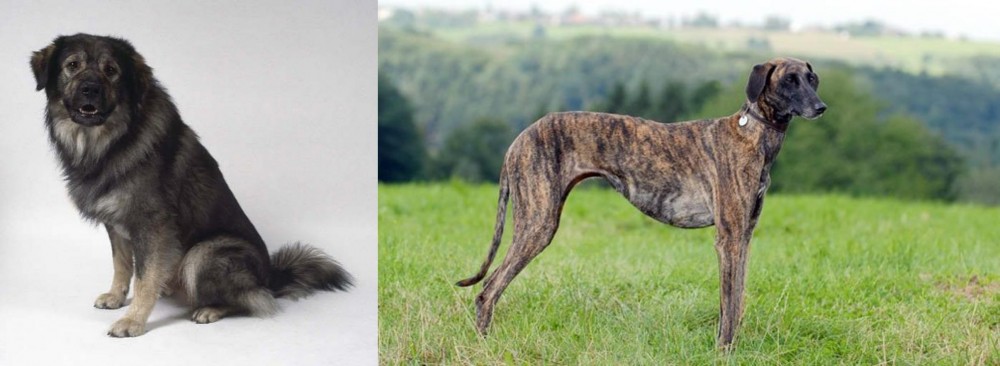 Sloughi vs Istrian Sheepdog - Breed Comparison