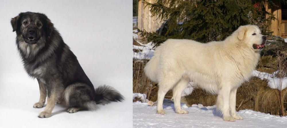 Slovak Cuvac vs Istrian Sheepdog - Breed Comparison