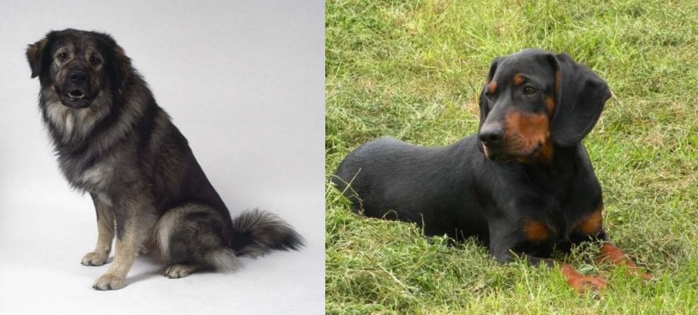 Slovakian Hound vs Istrian Sheepdog - Breed Comparison
