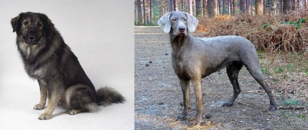 Slovensky Hrubosrsty Stavac vs Istrian Sheepdog - Breed Comparison