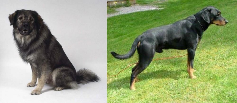 Smalandsstovare vs Istrian Sheepdog - Breed Comparison