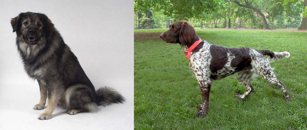 Small Munsterlander vs Istrian Sheepdog - Breed Comparison