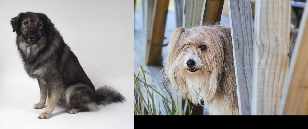 Smithfield vs Istrian Sheepdog - Breed Comparison