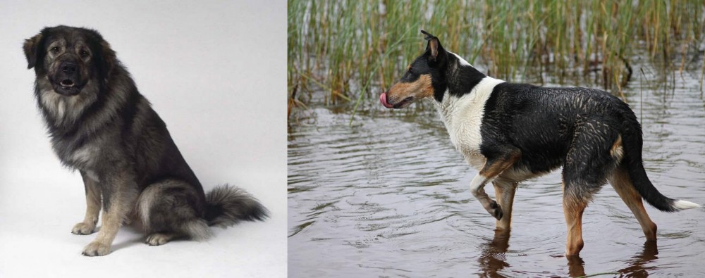 Smooth Collie vs Istrian Sheepdog - Breed Comparison