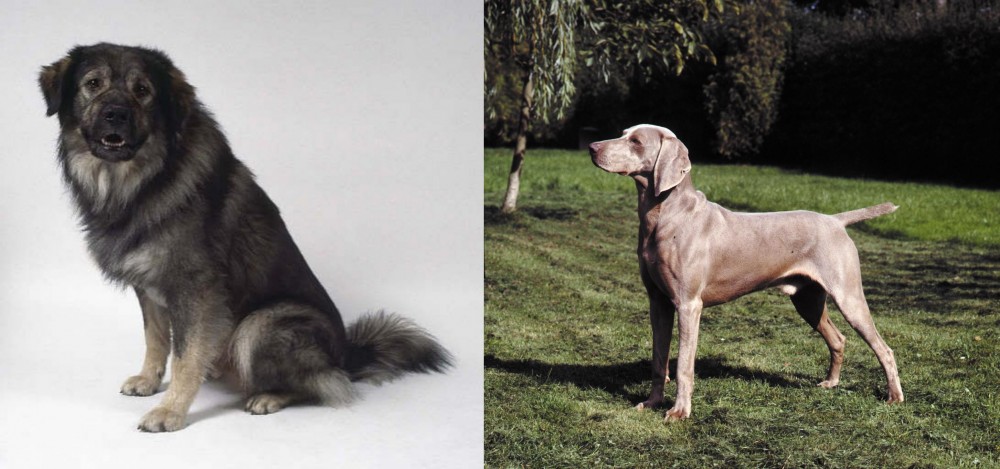 Smooth Haired Weimaraner vs Istrian Sheepdog - Breed Comparison