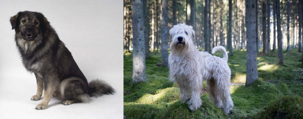 Soft-Coated Wheaten Terrier vs Istrian Sheepdog - Breed Comparison