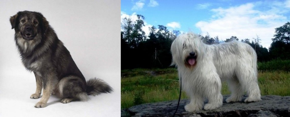 South Russian Ovcharka vs Istrian Sheepdog - Breed Comparison