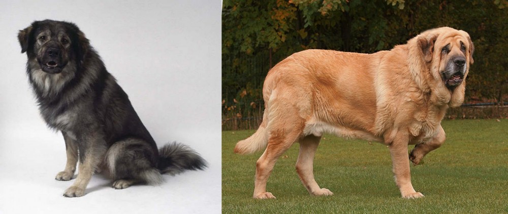 Spanish Mastiff vs Istrian Sheepdog - Breed Comparison