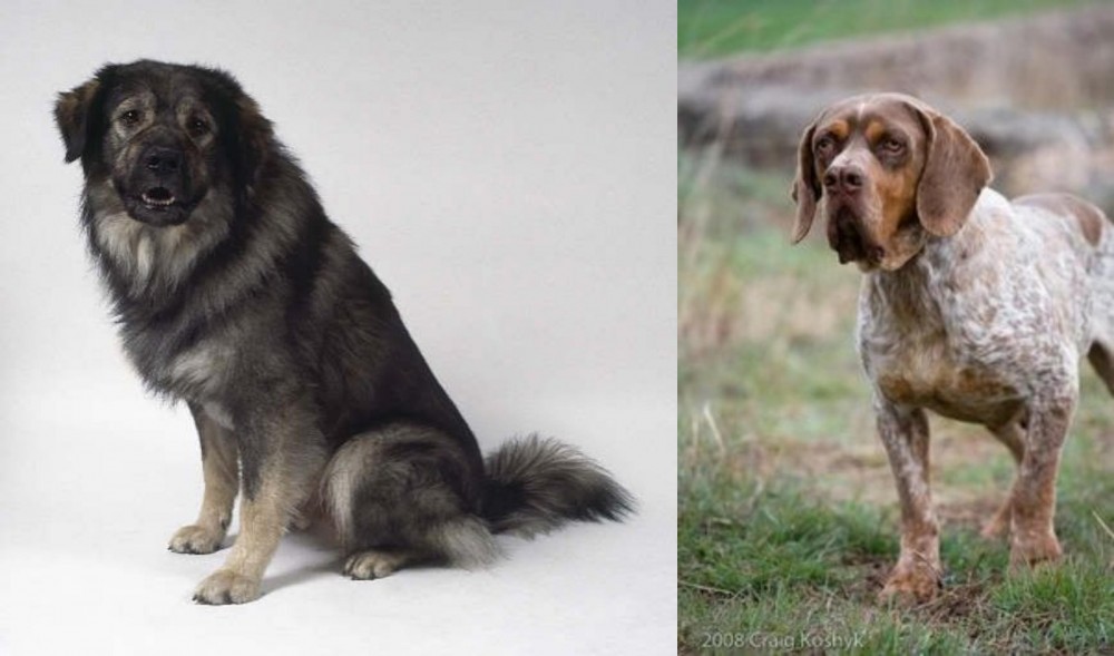 Spanish Pointer vs Istrian Sheepdog - Breed Comparison