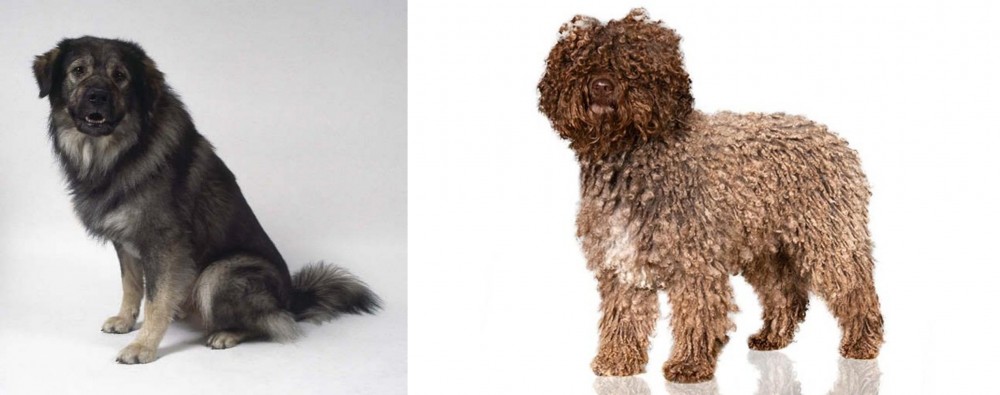 Spanish Water Dog vs Istrian Sheepdog - Breed Comparison