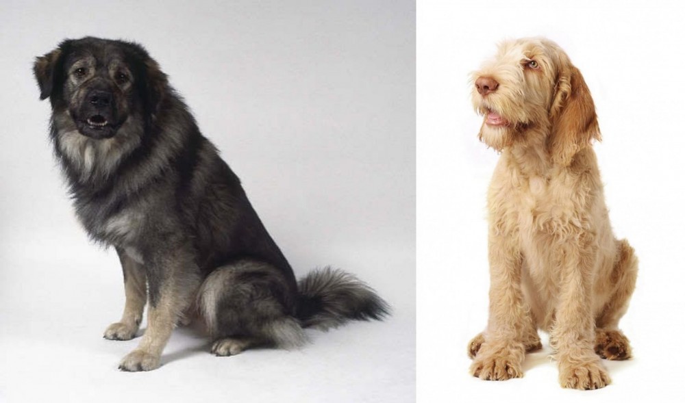 Spinone Italiano vs Istrian Sheepdog - Breed Comparison