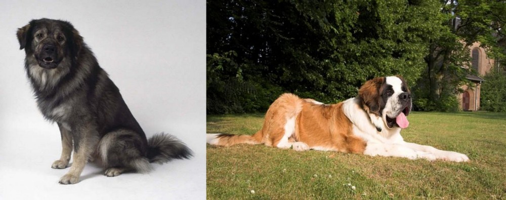St. Bernard vs Istrian Sheepdog - Breed Comparison