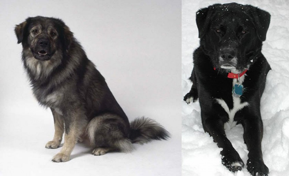 St. John's Water Dog vs Istrian Sheepdog - Breed Comparison