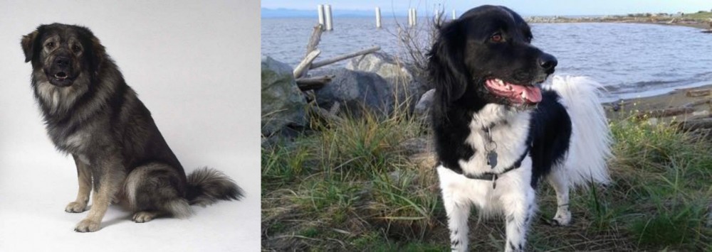 Stabyhoun vs Istrian Sheepdog - Breed Comparison