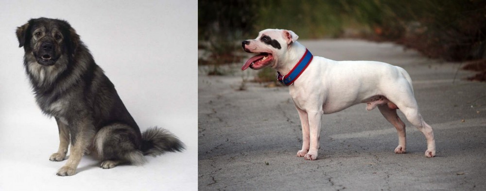 Staffordshire Bull Terrier vs Istrian Sheepdog - Breed Comparison