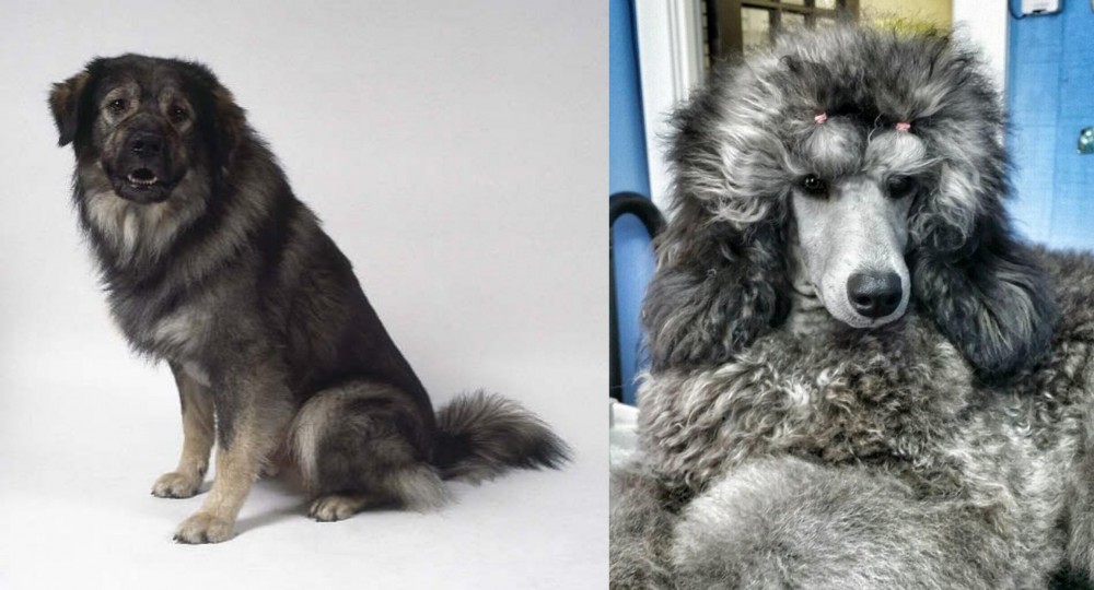 Standard Poodle vs Istrian Sheepdog - Breed Comparison