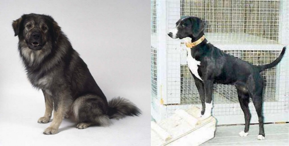 Stephens Stock vs Istrian Sheepdog - Breed Comparison