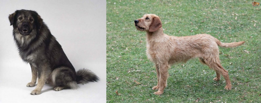 Styrian Coarse Haired Hound vs Istrian Sheepdog - Breed Comparison