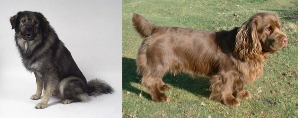 Sussex Spaniel vs Istrian Sheepdog - Breed Comparison