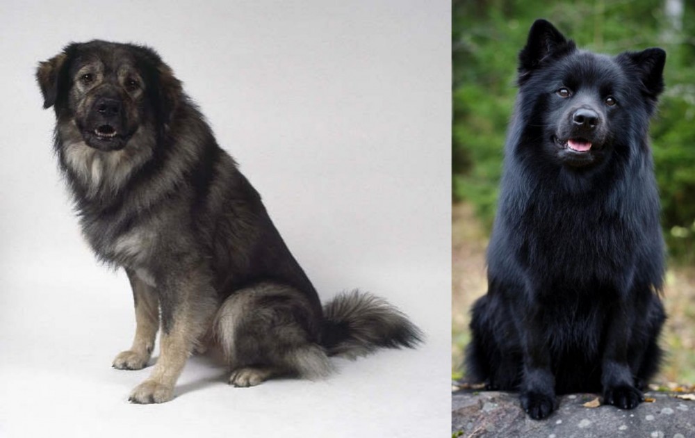 Swedish Lapphund vs Istrian Sheepdog - Breed Comparison
