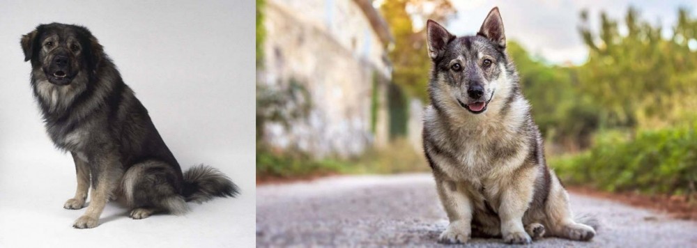 Swedish Vallhund vs Istrian Sheepdog - Breed Comparison