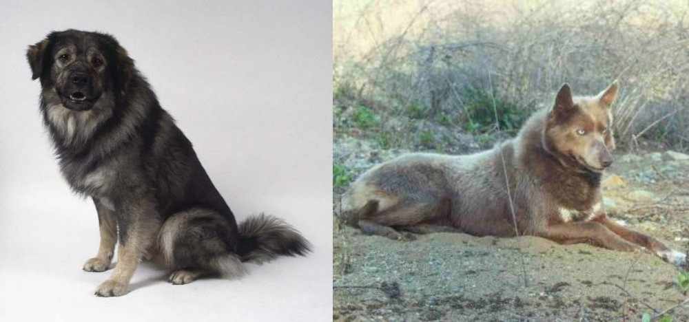 Tahltan Bear Dog vs Istrian Sheepdog - Breed Comparison