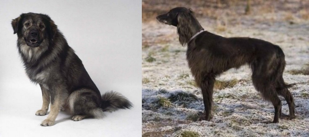 Taigan vs Istrian Sheepdog - Breed Comparison