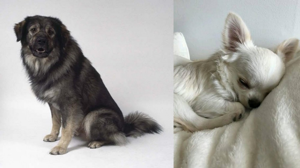 Tea Cup Chihuahua vs Istrian Sheepdog - Breed Comparison