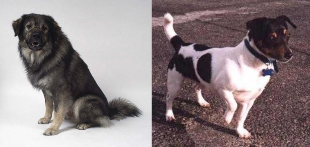 Teddy Roosevelt Terrier vs Istrian Sheepdog - Breed Comparison