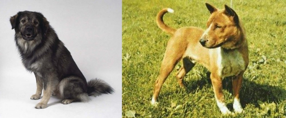 Telomian vs Istrian Sheepdog - Breed Comparison