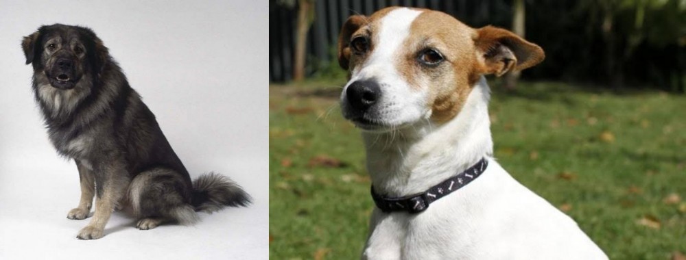 Tenterfield Terrier vs Istrian Sheepdog - Breed Comparison
