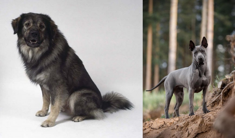 Thai Ridgeback vs Istrian Sheepdog - Breed Comparison
