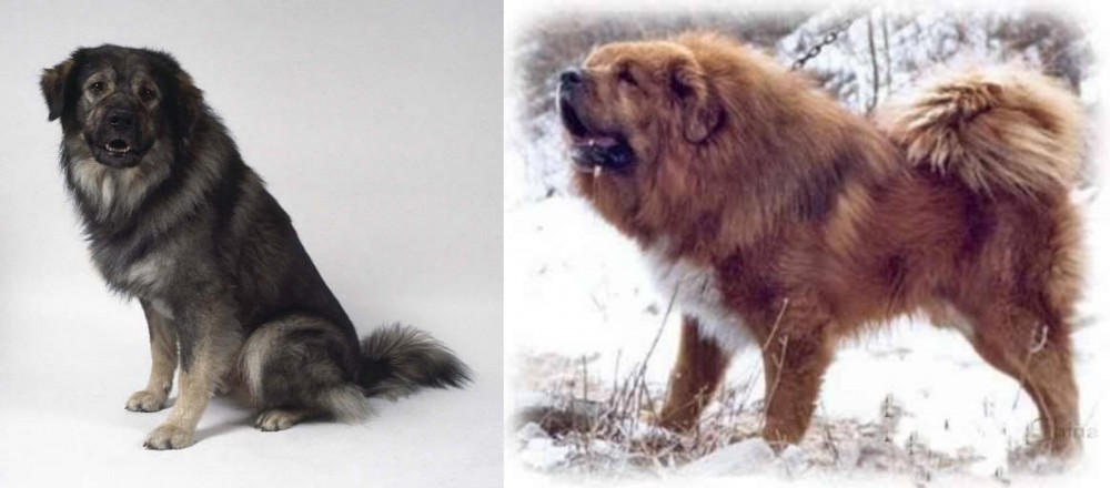 Tibetan Kyi Apso vs Istrian Sheepdog - Breed Comparison