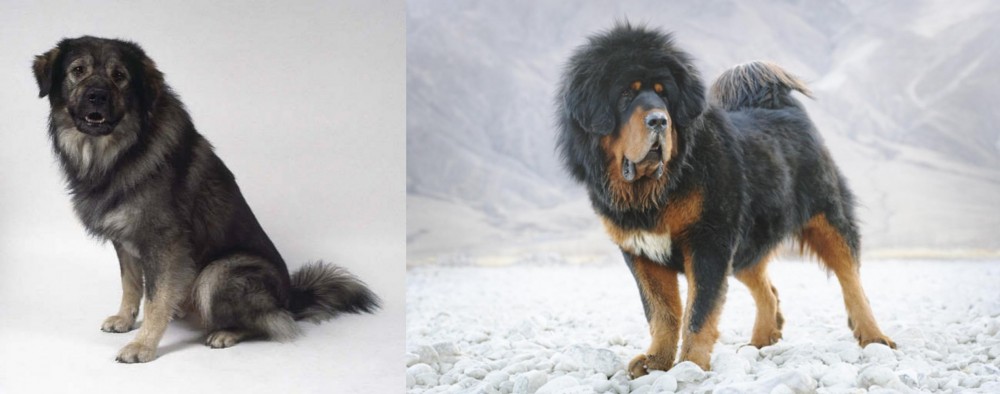 Tibetan Mastiff vs Istrian Sheepdog - Breed Comparison