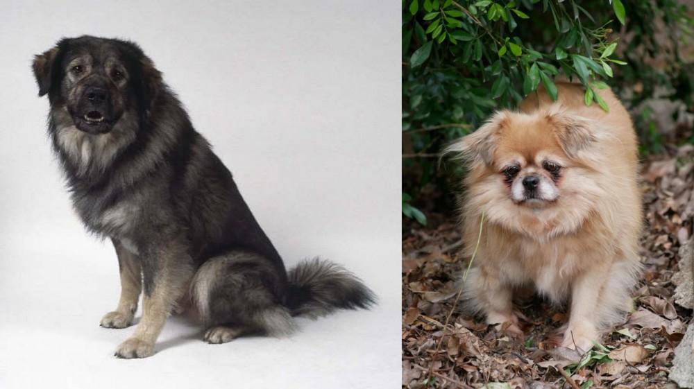 Tibetan Spaniel vs Istrian Sheepdog - Breed Comparison