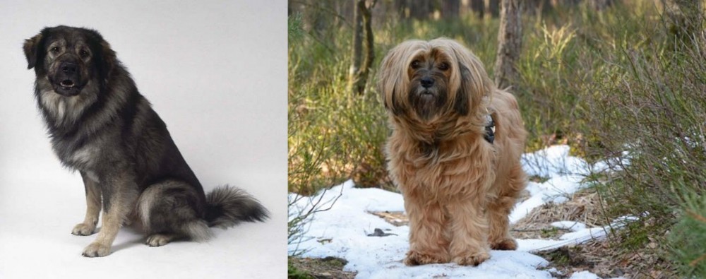 Tibetan Terrier vs Istrian Sheepdog - Breed Comparison
