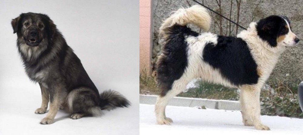 Tornjak vs Istrian Sheepdog - Breed Comparison